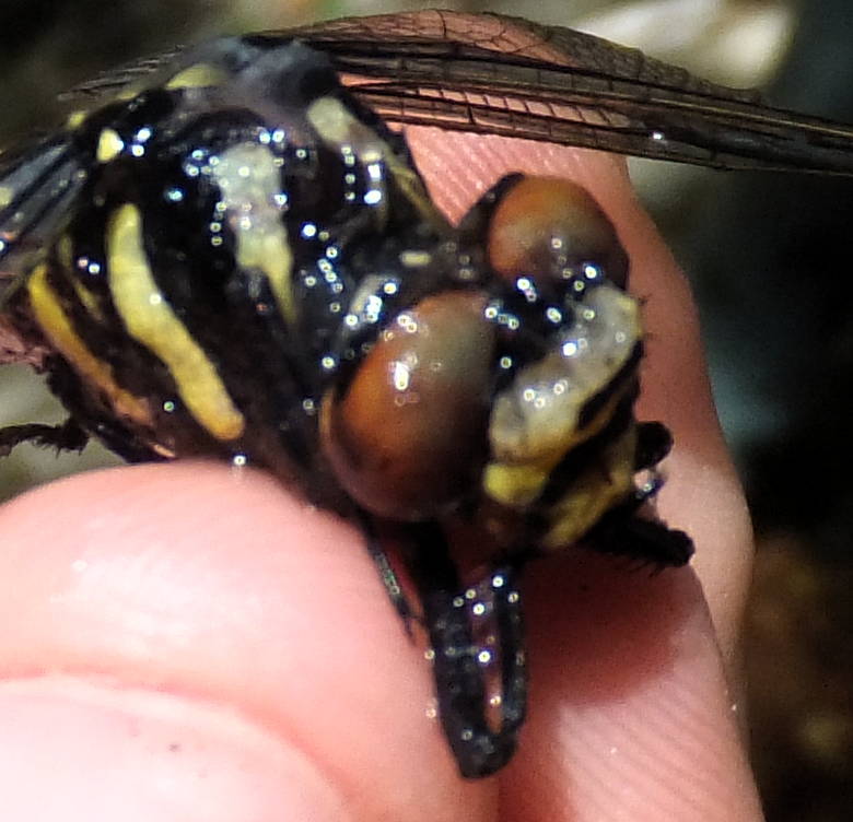 Cordulegaster bidentata? no, C. boltonii